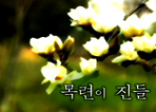 5월의 노래 - 목련이 진들
